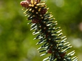 Abies pinsapo Aurea IMG_3839 Jodła hiszpańska